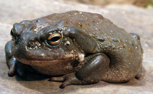 picture of a toad